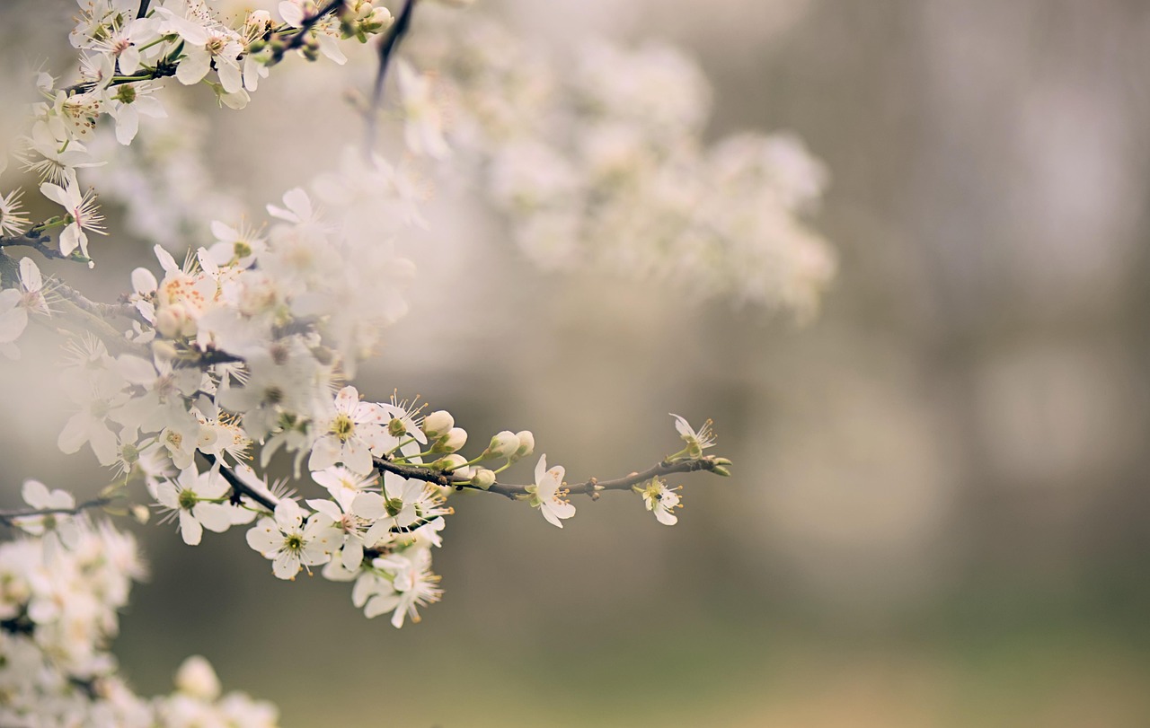 blooming branch, blooms, cherry blossom, blackthorn, spring, season, spring awakening, flora, blossoms, sloe, flowering branch, nature