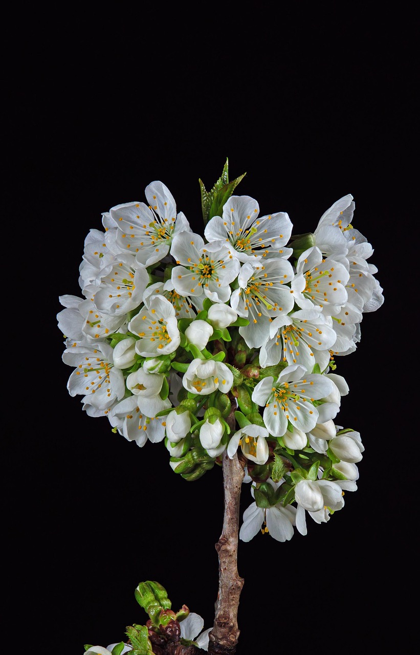cherries, cherry blossoms, blooming branch, spring, plant, nature, botany, blossom, bloom