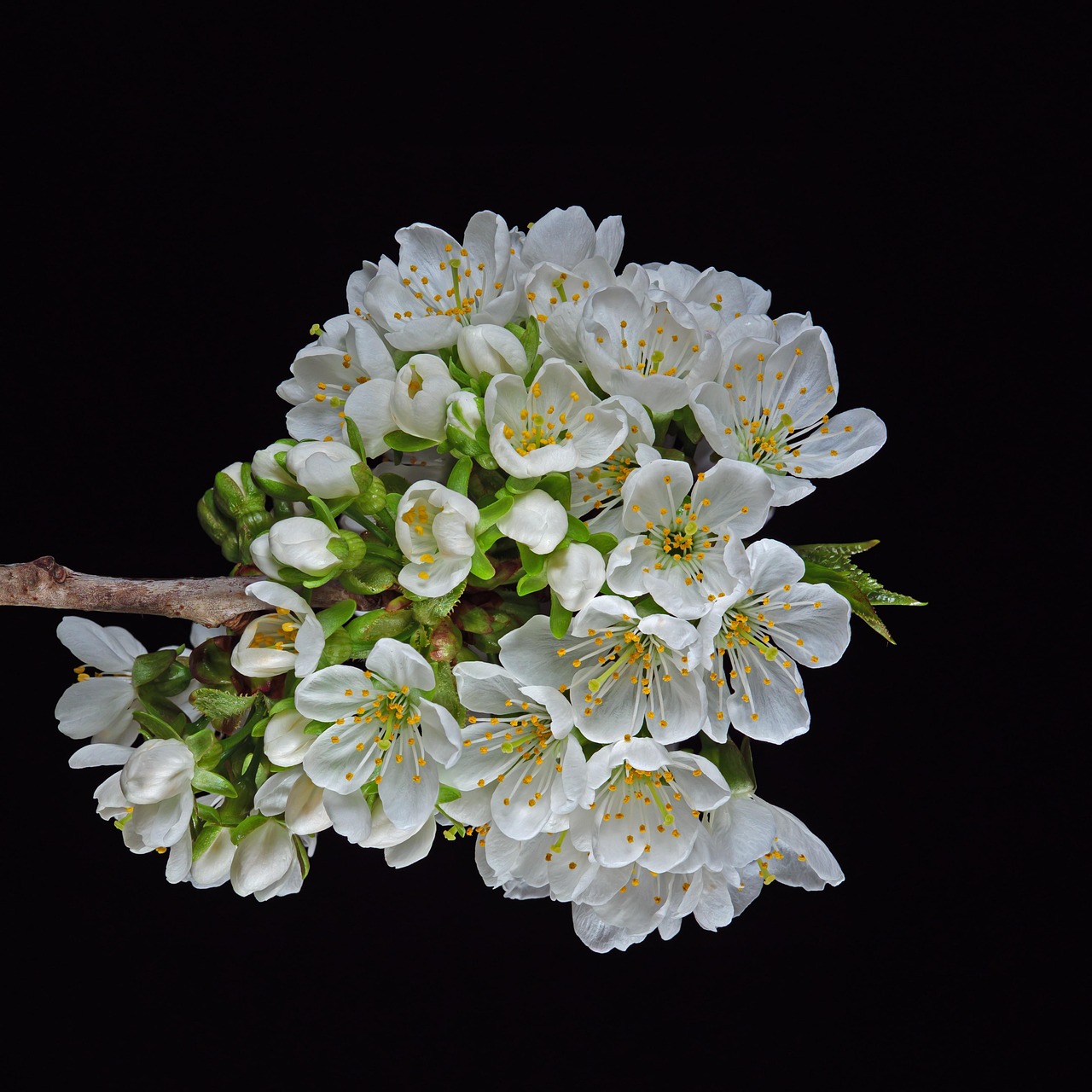 cherries, cherry blossoms, blooming branch, spring, plant, nature, botany, blossom, bloom