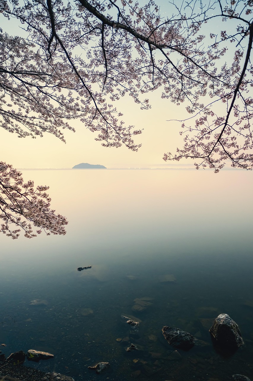 biwa gölü, kiraz çiçekleri, sunrise, doğa, manzara, bahar, göl, göl kenarı, yıldızlı gökyüzü, japonya, kojima