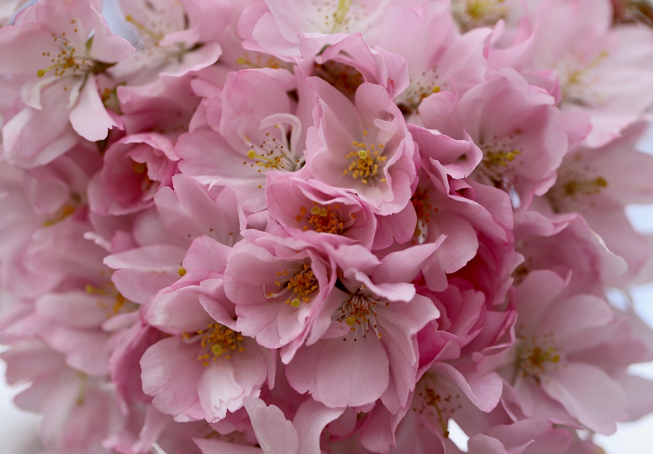 cherry blossoms, higan cherry, spring cherry, ornamental cherry, flowering branch, prunus subhirtella, snow cherry, blooming branch, bloom, blossom, bloom, petals, blooming, pink flowers, blossom