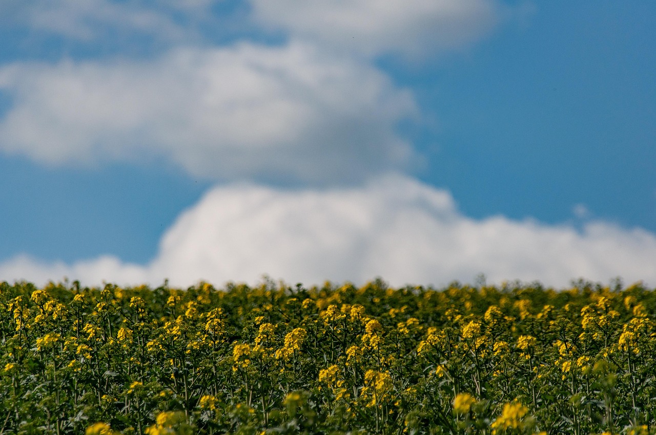rapeseeds, rape field, oilseed rape, rape blossoms, nature, field, agriculture, clouds, flower field