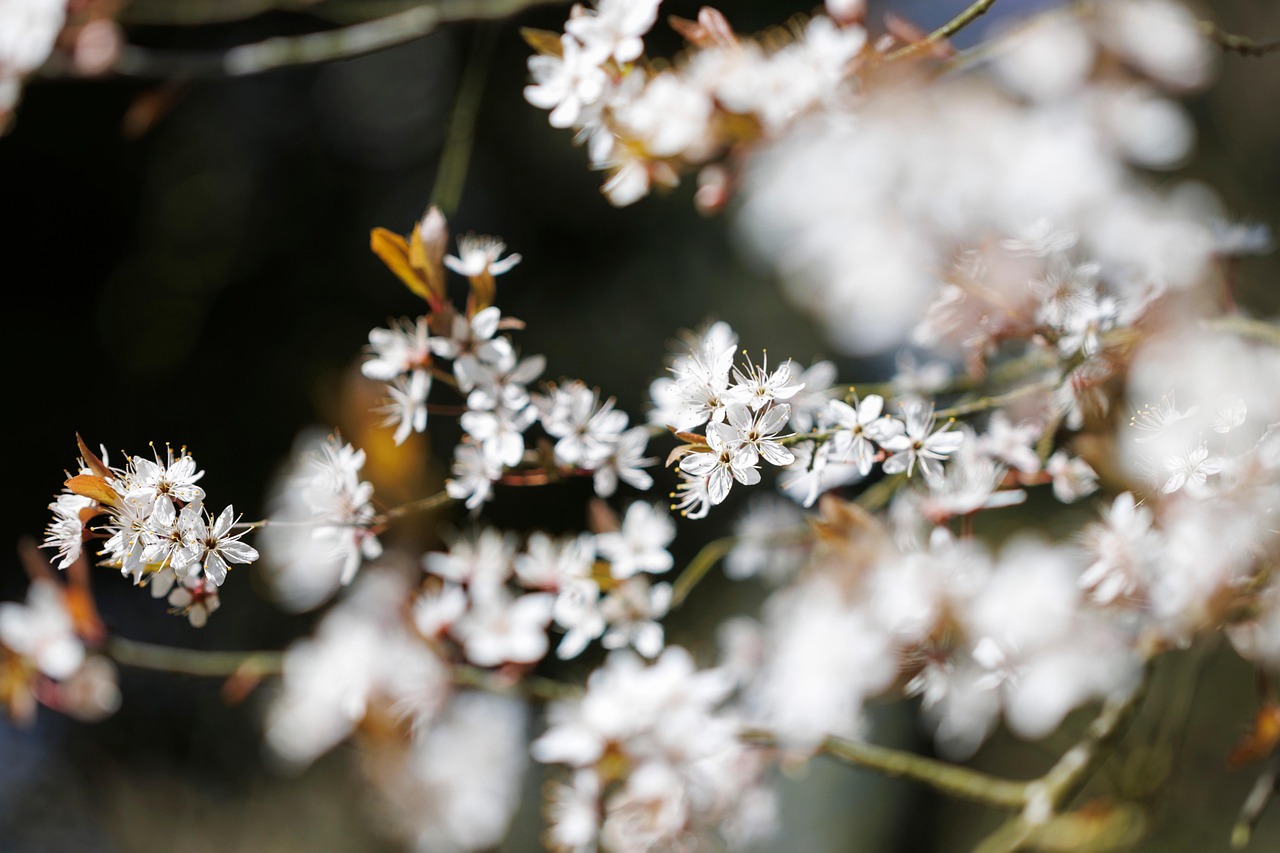 fiori, fiori di prugna, fiori bianchi, bei fiori, sfondo fiore, prunus, primavera, natura, carta da parati floreale, giardino, avvicinamento