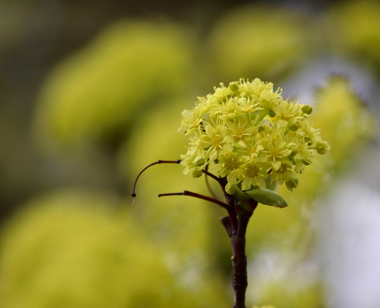 norway maple, blossom, pointed maple, flowering branch, blooming branch, linen tree, inflorescence, flea tree, blossom, bloom, yellow flowers