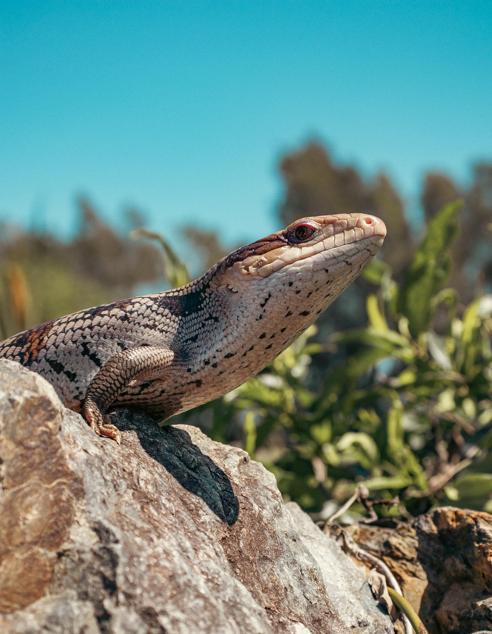 blå tunge skink, blåtungeøgle, dyr, krybdyr, skink, natur, australien, firben, bluetongue