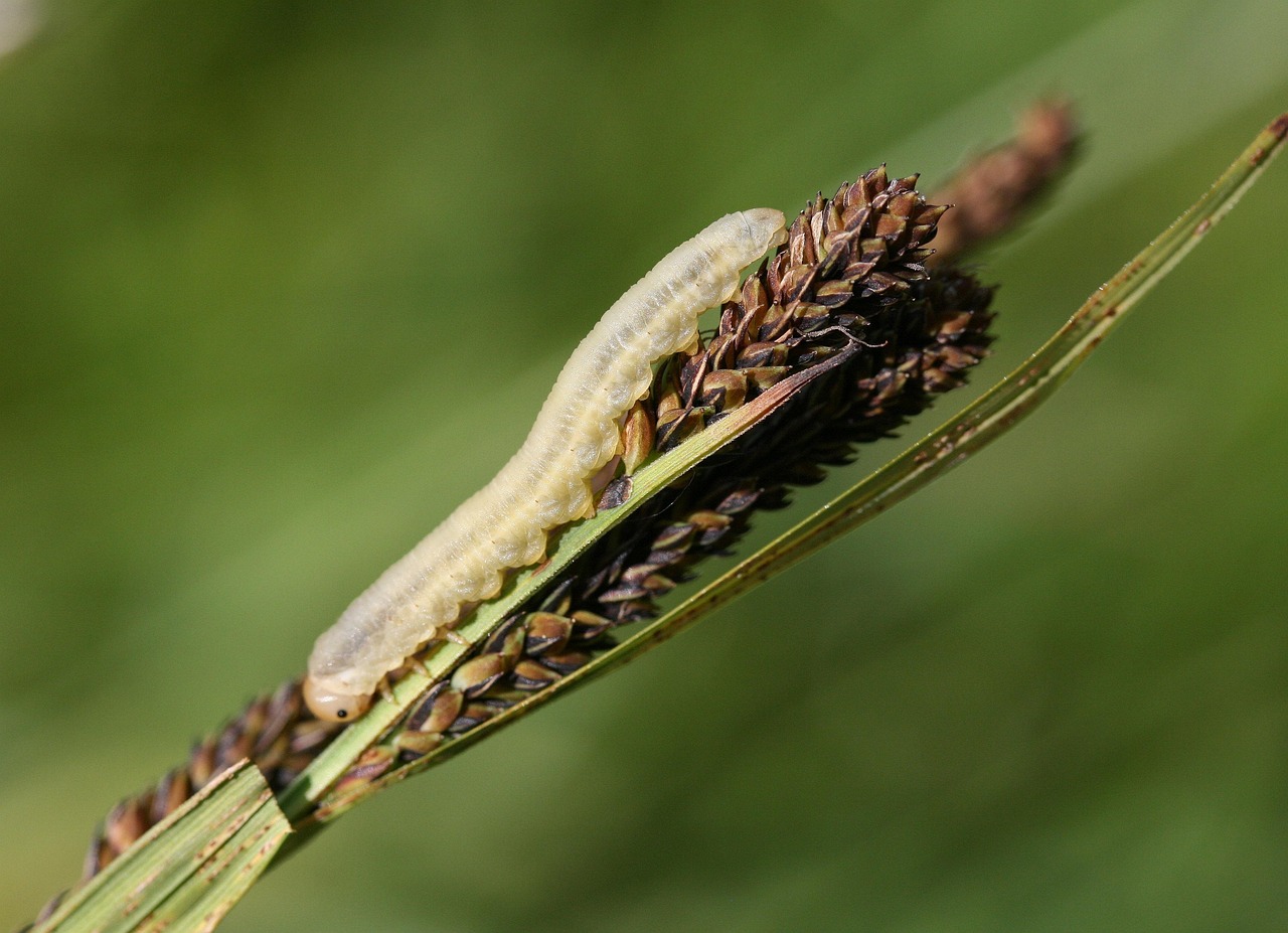 insect, entomology, caterpillar, butterfly caterpillar, plant stem, seeds