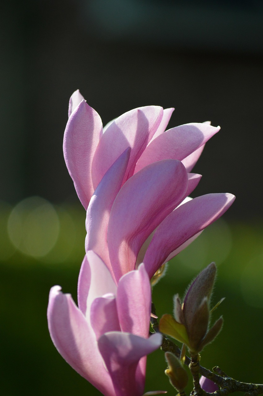 magnolien, schöne blumen, blumen, pinke blumen, magnolie liliiflora, blüht, flora, blumenzucht, gartenbau, blumentapete, botanik, natur, pflanzen, frühling, magnolia liliiflora, lila blüten, blüten, blumen hintergrund, blühend, blütenblätter, magnolia, magnolie, lila blume, frühlingserwachen