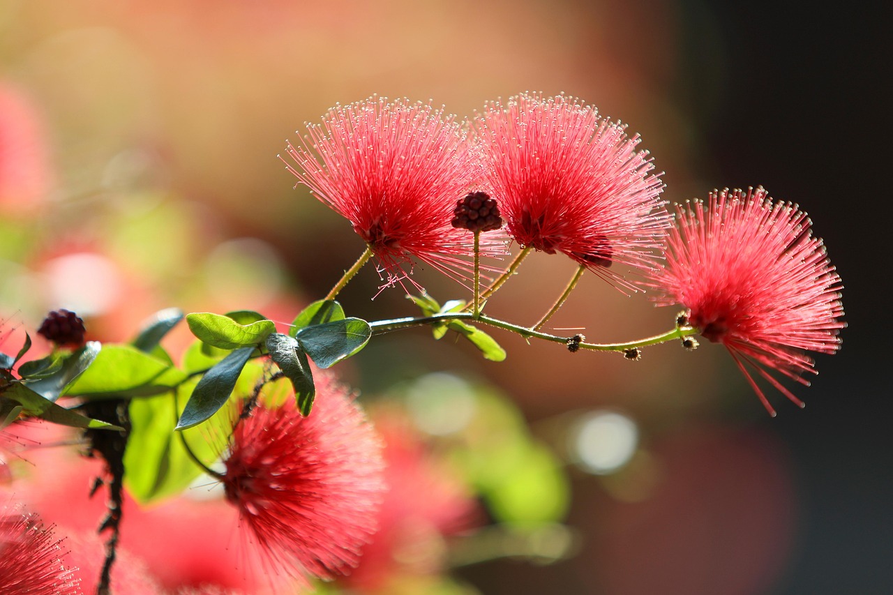 pulloharjat, punaiset kukat, kukat, kukikas tausta, kukka tapetti, luonne, puutarha, kauniita kukkia, lähikuva, callistemon