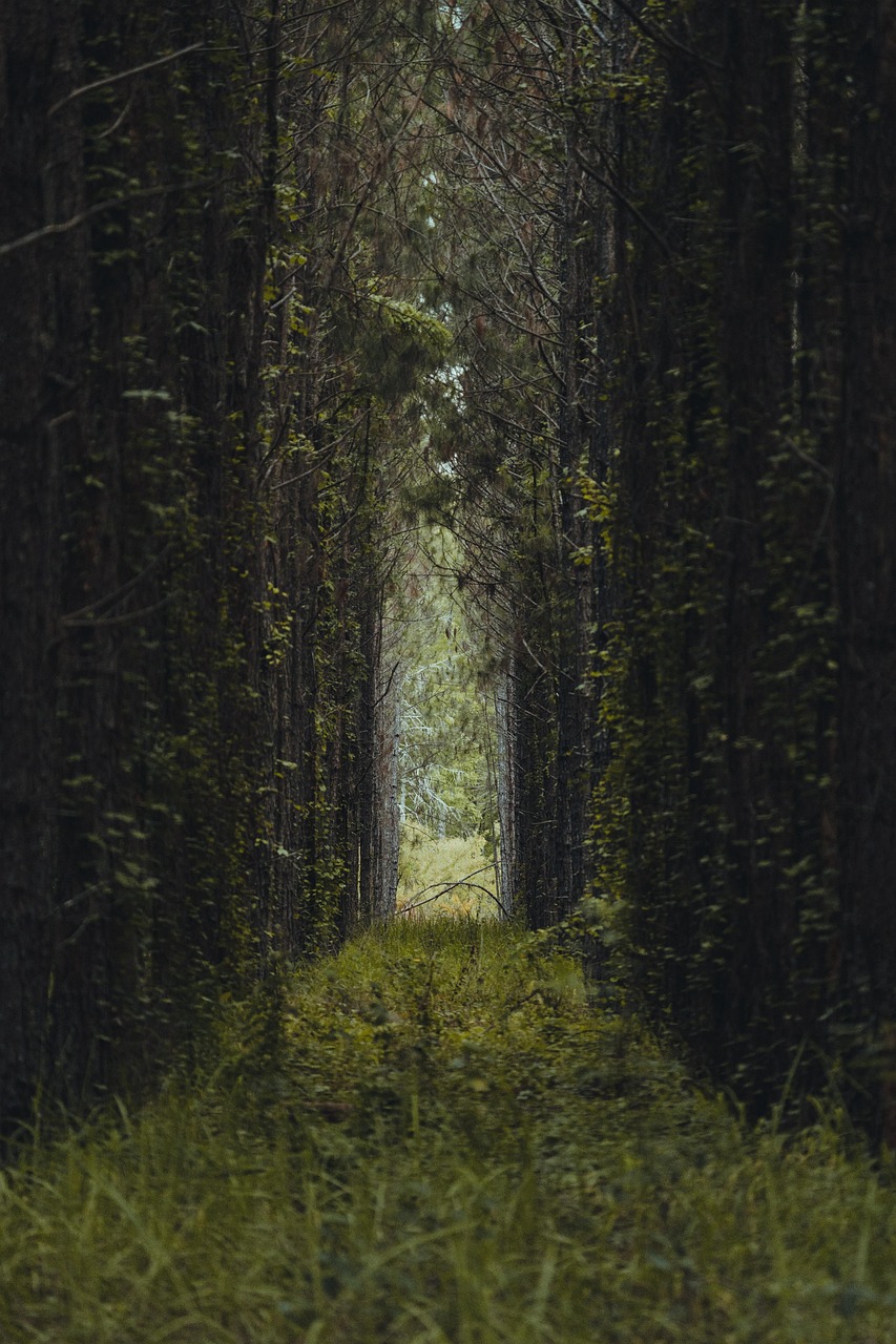 halle, bäume, natur, wald, weg, blätter, grün