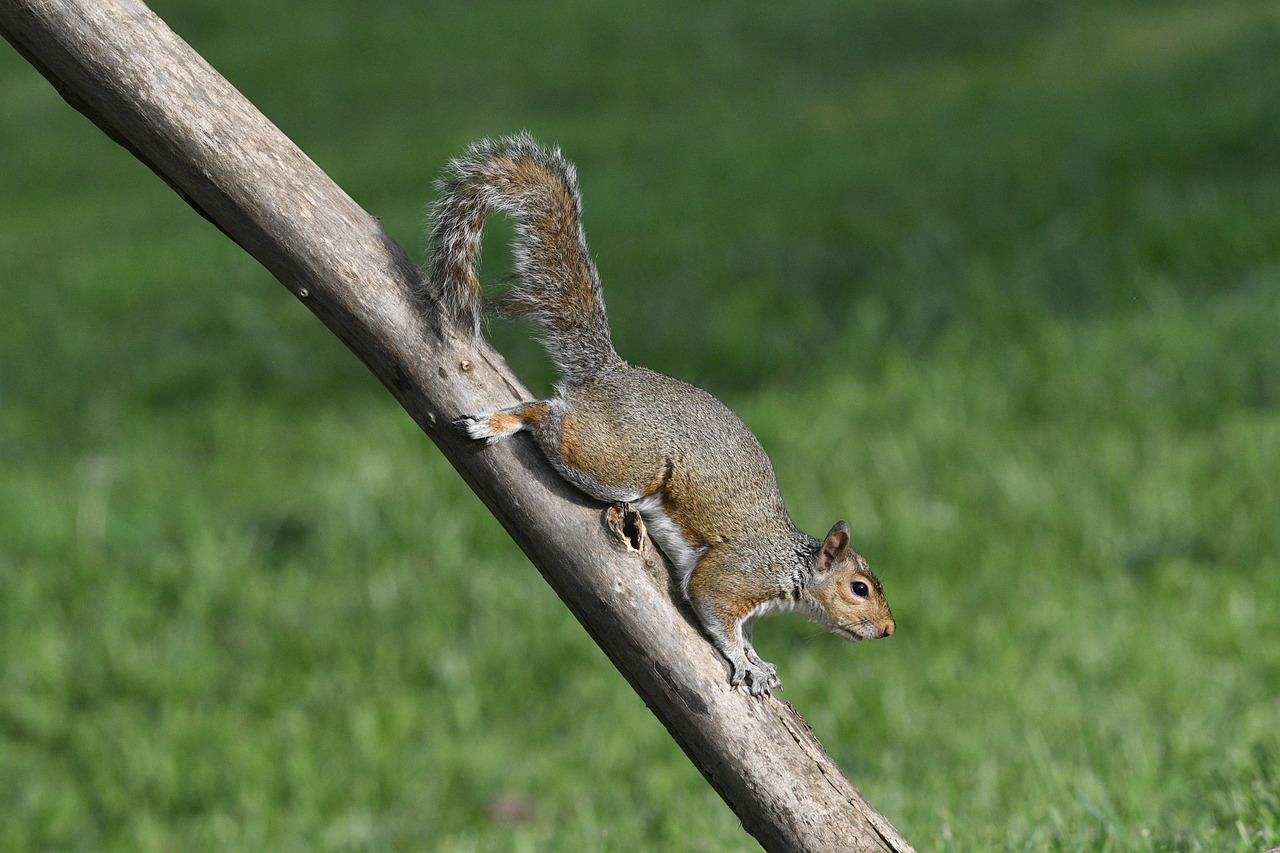 douglas eichhörnchen, eichhörnchen, tier, nagetier, säugetier, tierwelt, natur, draussen, naturfotografie