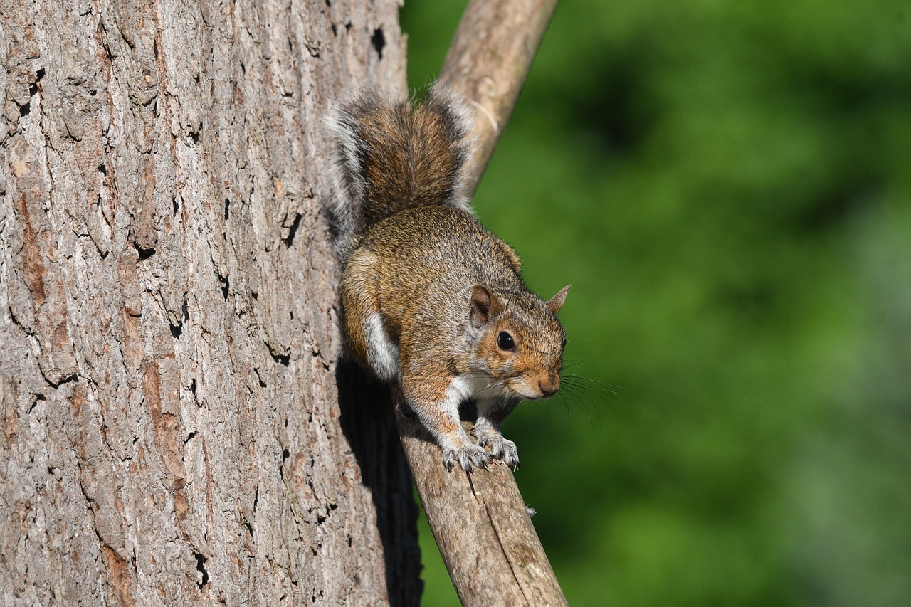 eichhörnchen, douglas eichhörnchen, säugetier, tierwelt, tier, draussen, natur