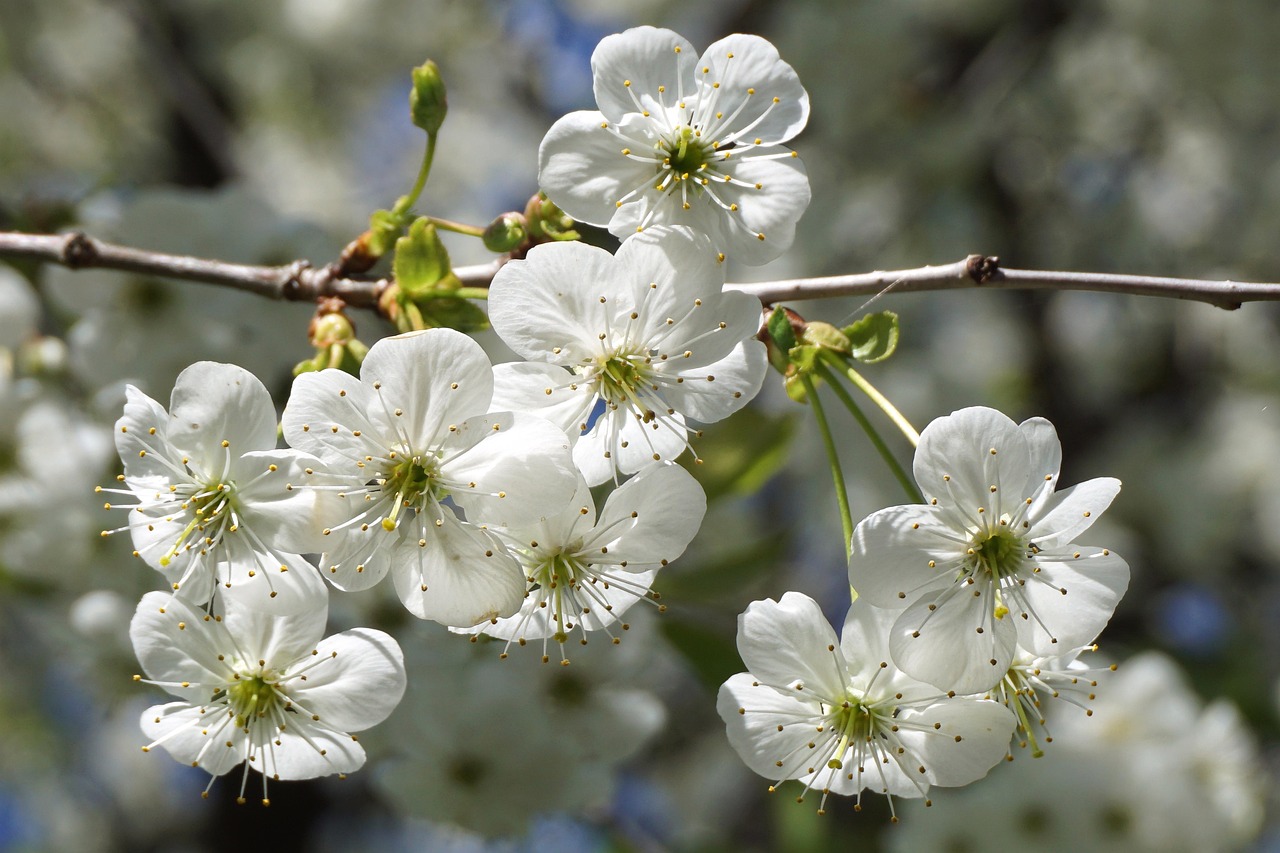 luumun kukkia, kukat, haara, kukikas tausta, valkoiset kukat, vilja, kukka, kevät, kukka tapetti, luumu, hedelmäpuu, kasveja, luonto, lähikuva, kukkiva puu, bloom, hedelmäpuiden kukkia, bud, kauniita kukkia, luumun silmut, kukoistavat hedelmäpuut, kukinto, valkoinen, oksat