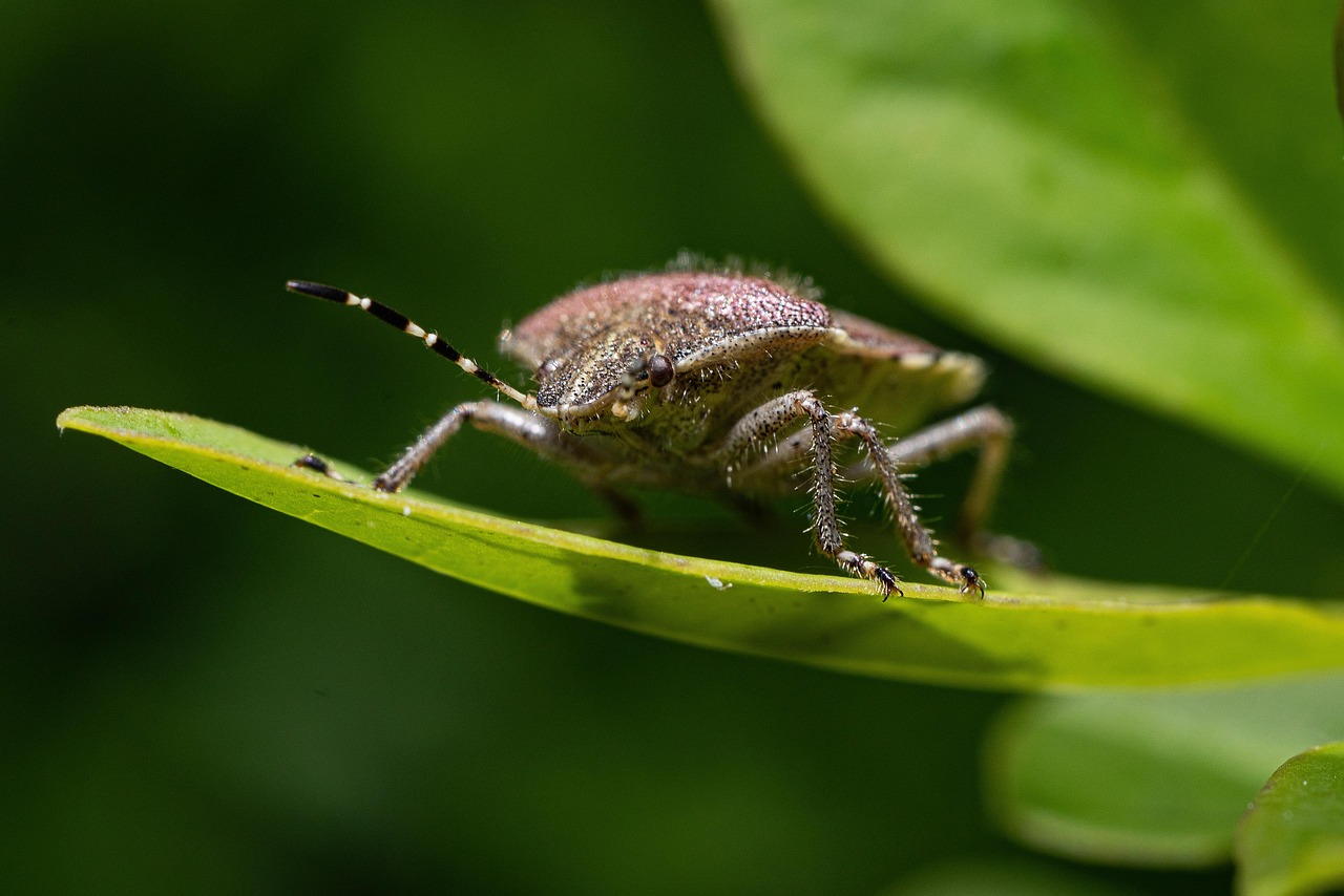 käfer, insekt, beerenkäfer, dolycoris baccarum, tier, natur, garten, makro, nahaufnahme