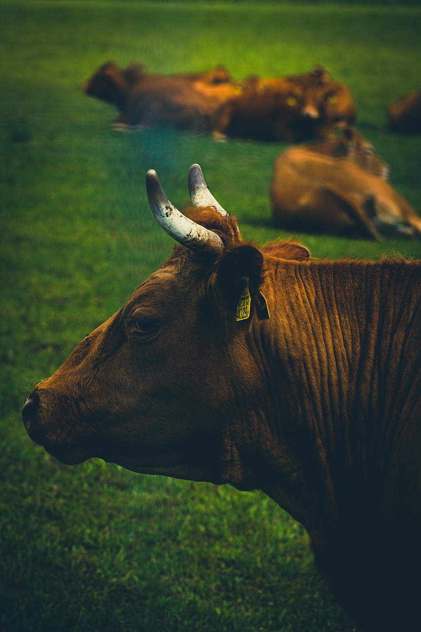 bydło, żywy inwentarz, krowy, pastwisko, natura, zwierząt, zwierzęta gospodarskie