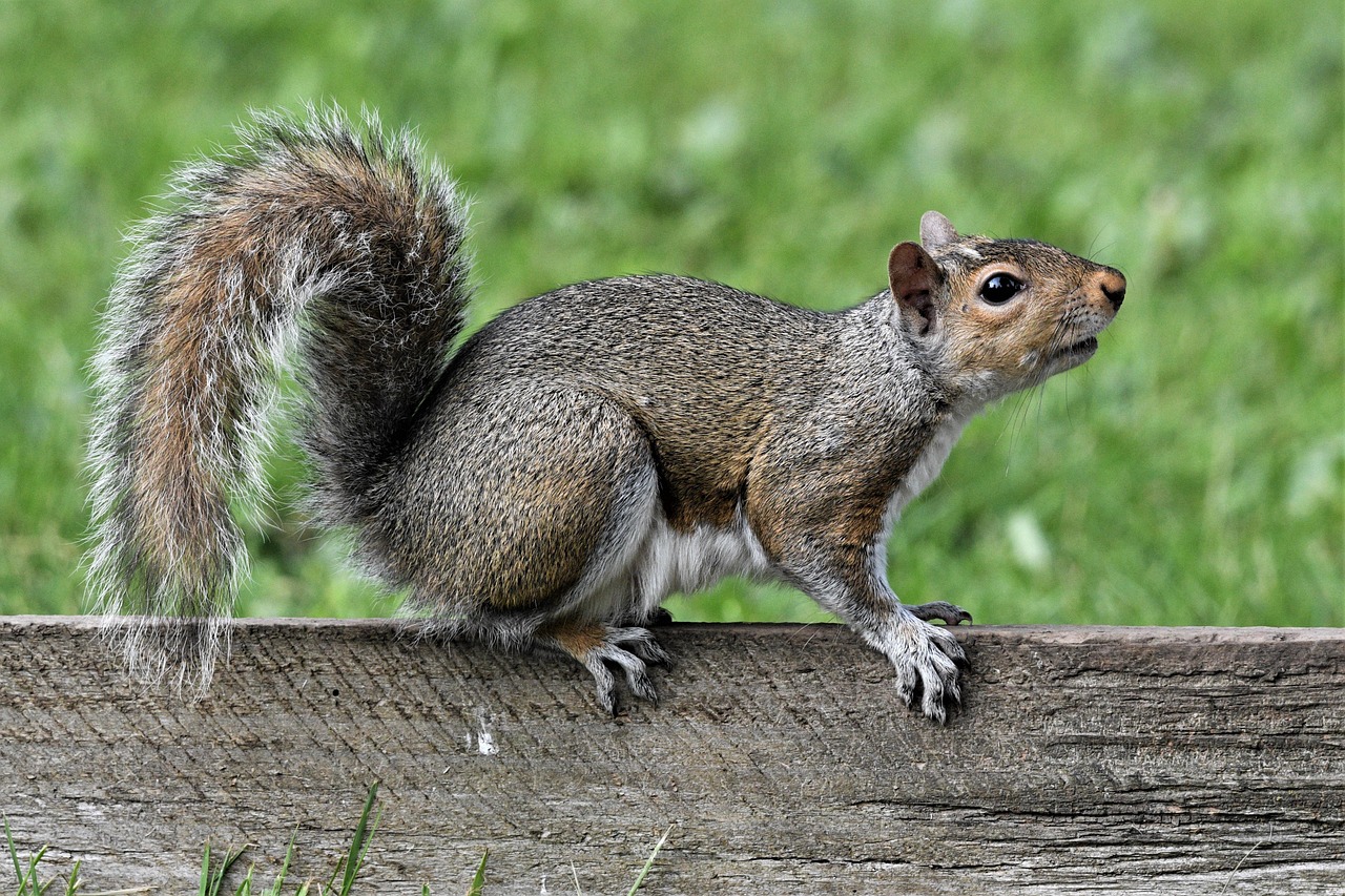 douglas eichhörnchen, eichhörnchen, natur, tierwelt, naturfotografie, tier, säugetier, nagetier
