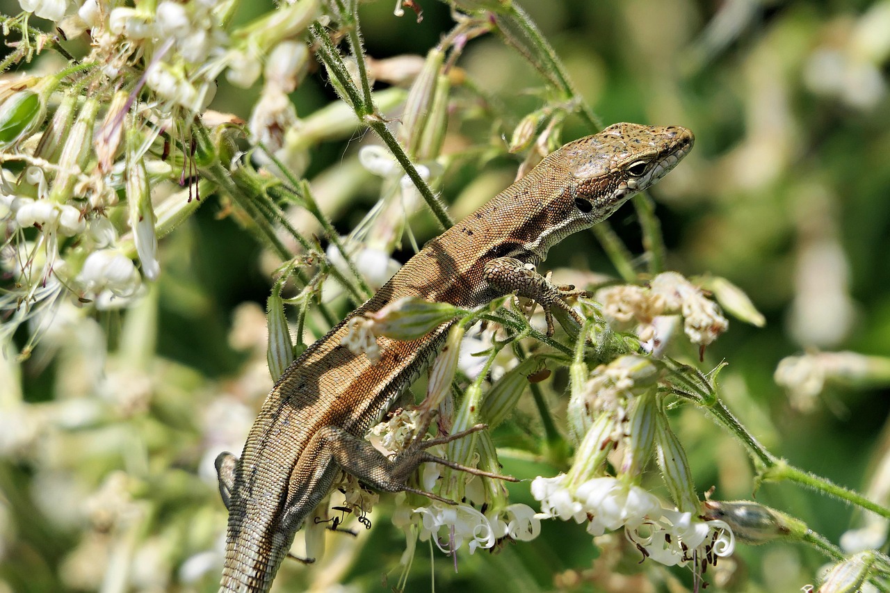 lizard, wall lizard, reptile, creeping animal, animal, wildlife, nature, species