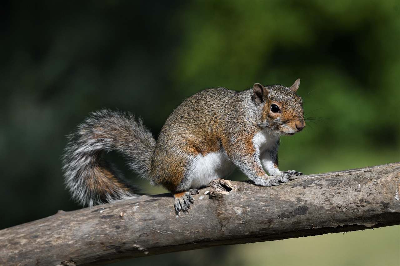 tier, natur, douglas eichhörnchen, eichhörnchen, tierwelt, säugetier, spezies, fauna, nagetier