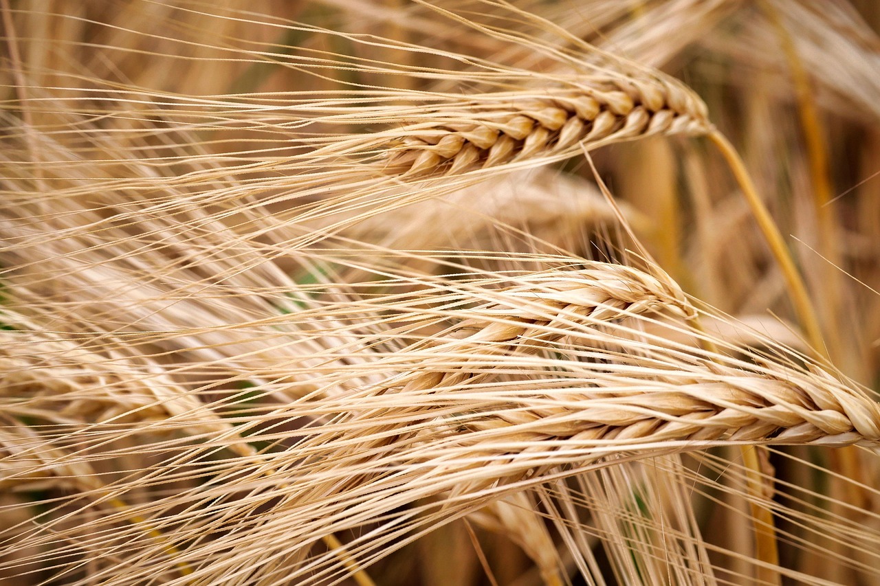 cornfield, grain, agriculture, barley, summer, spike, tire, plant, harvest time, nature