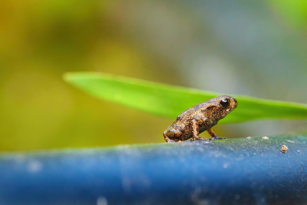 frog, amphibian, pond frog, tadpole, toad, nature