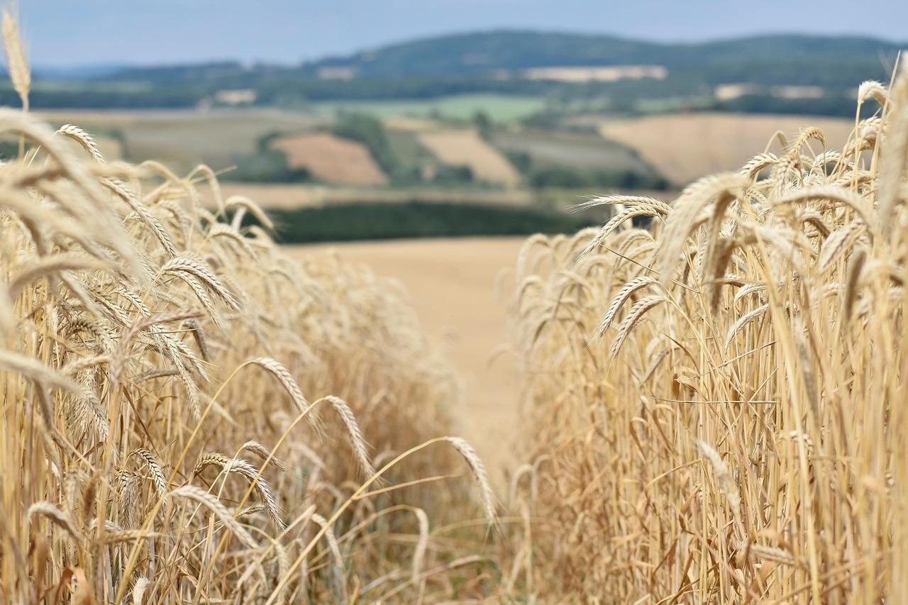 fields, nature, outdoors, agriculture, harvest time