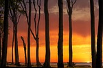 Trees forest coast sunset abstract woods landscape