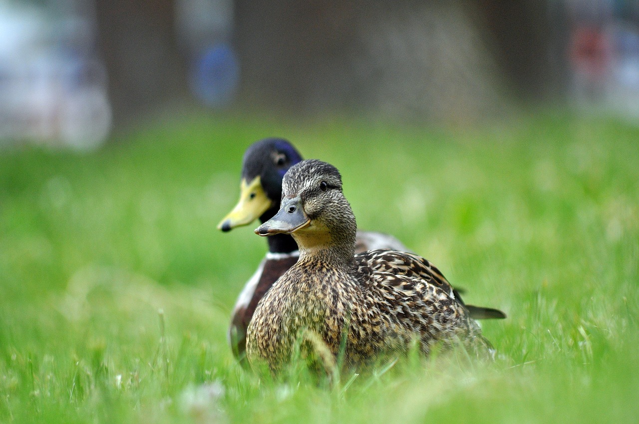 enten, wildenten, vögel, gras, natur