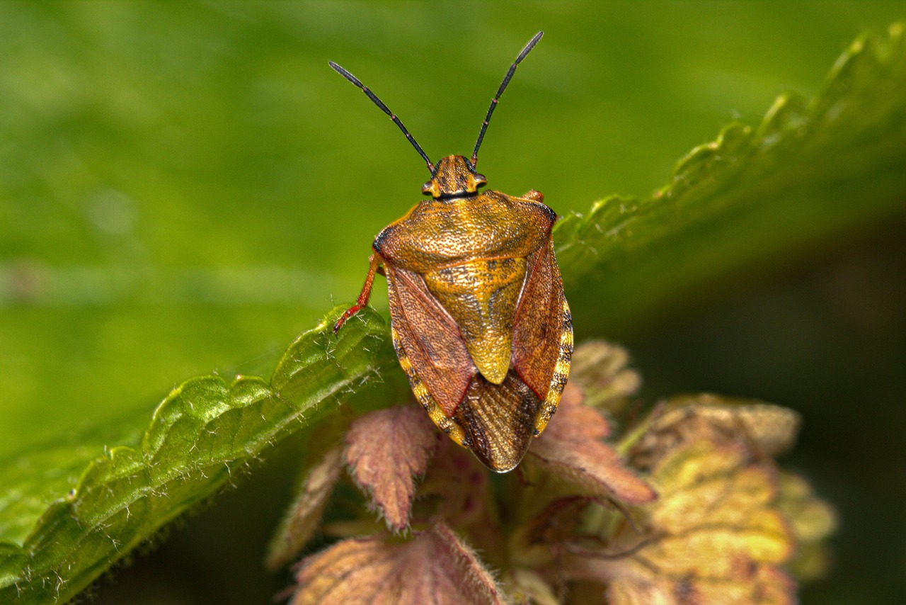 insect, stink bug, brown with yellow stink bug, stink bug macro, artistic back stink bug, stink bug back