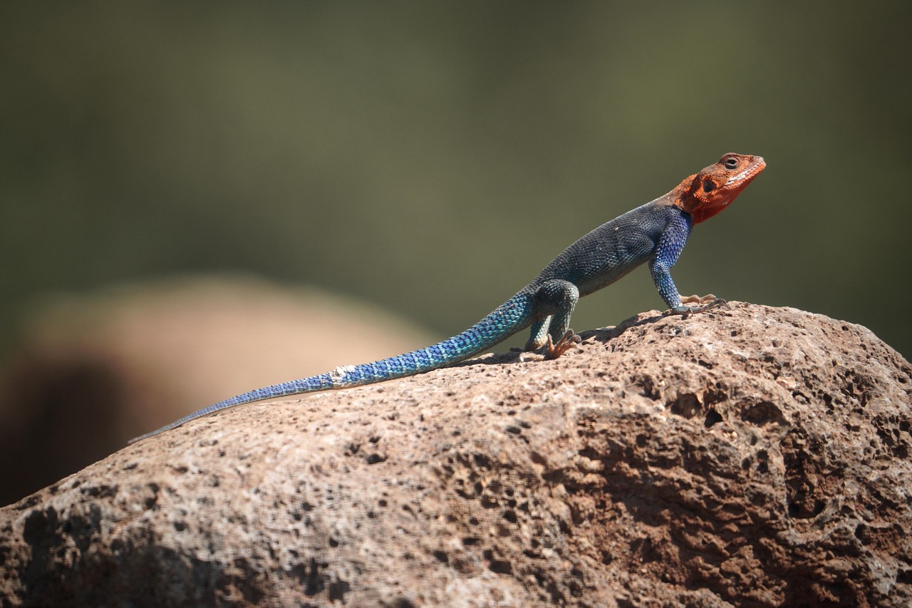 lucertola, lago, safari, esotico, avvicinamento, rettile, animale, natura, animali selvatici, agama, selvaggio, musica rock, drago, iguana, blu, deserto, bilancia, occhio, testa, geco, kenya, rosso, scala, sole