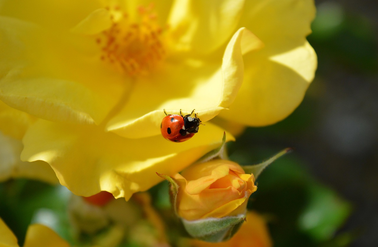 marienkäfer, rosen, gelbe rosen, blüht, gelbe blumen, flora, fliegender käfer, glücksbringer, natur, schöne blumen, käfer, blattlausjäger, insekt, floraler hintergrund, blumentapete, blumen hintergrund, naturtapete, sommer, blumen hintergrund, garten, blüten, blumen, gelbe blüten, fana, flugfähiger käfer, coccinellidae, hd-hintergrund, blumenhintergrund, blumen-wallpaper