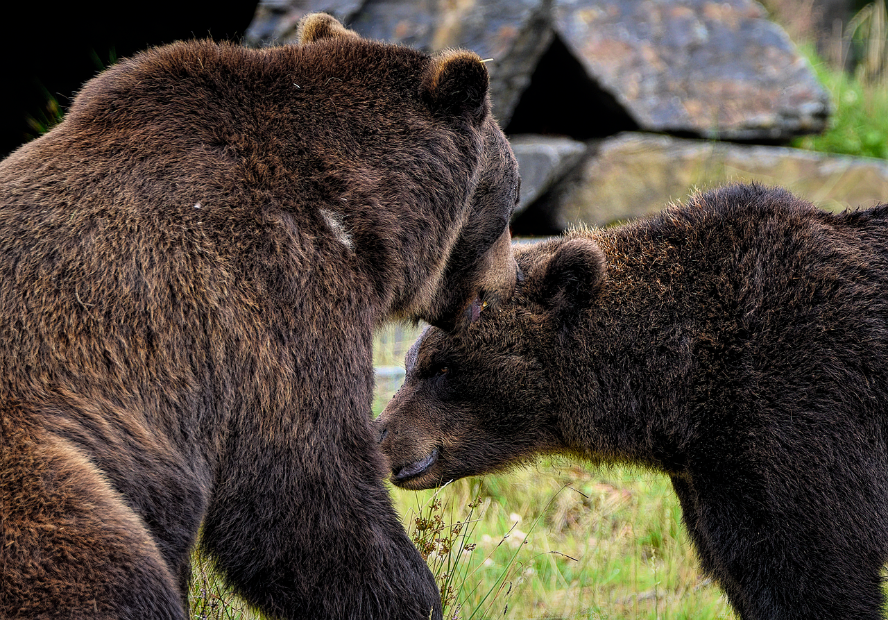 bears, brown bears, grizzly bears, nature, ursus, mammal, animal, predator, hunter, omnivore, wildlife