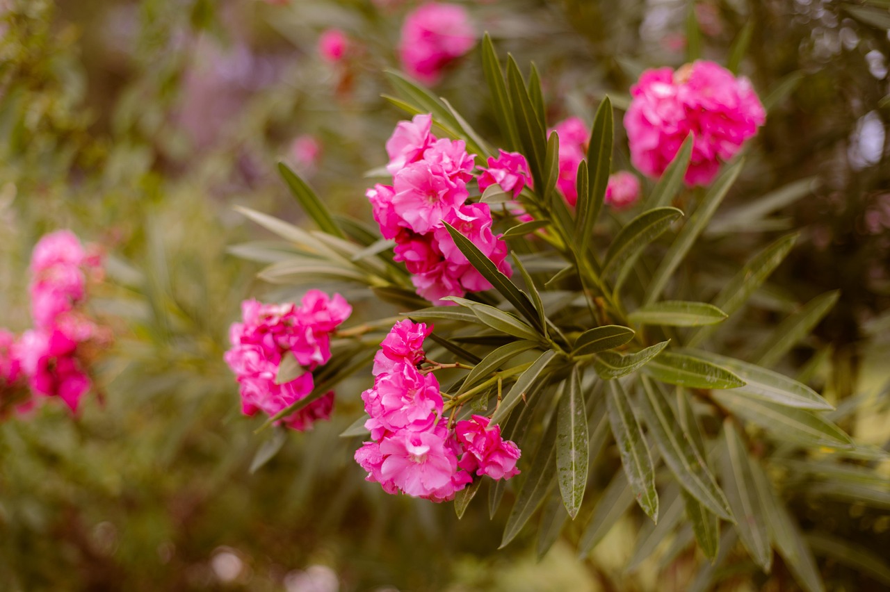 nerium oleander, splendens, mrs isadore dyer, flowers, plants, pink, petals, leaves, bloom, blossom, flora, nature