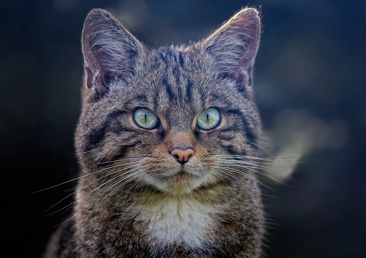 i̇skoç vahşi kedi, yaban kedisi, kedi, memeli, hayvan, vahşi hayvan, bıyıklar, yaban hayatı, doğa, kritik tehlike altında, türler