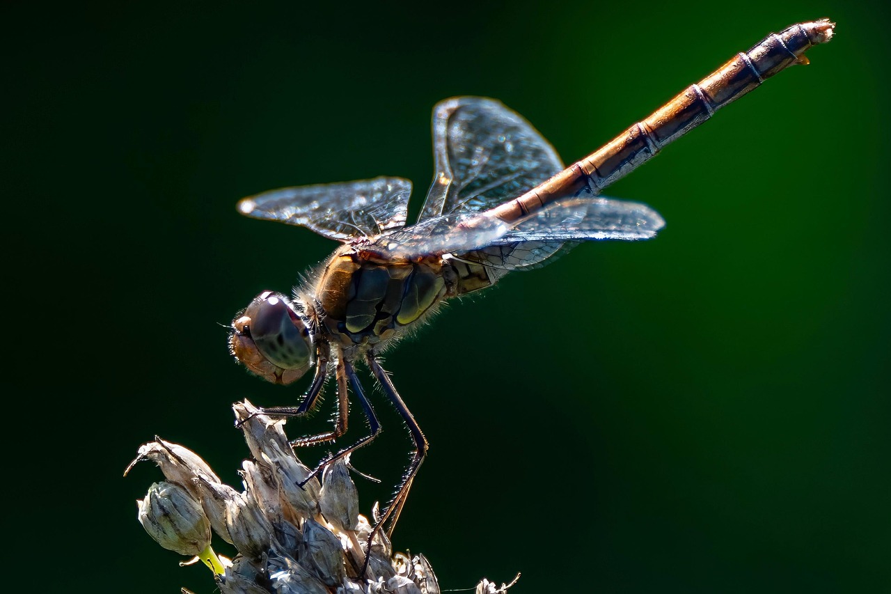 libelulă, insectă, insectă zburătoare, a închide, heidelibelle, macrocomandă, natura