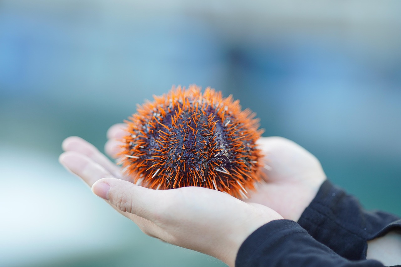 sea urchin, nature, sea, travel, island, marine