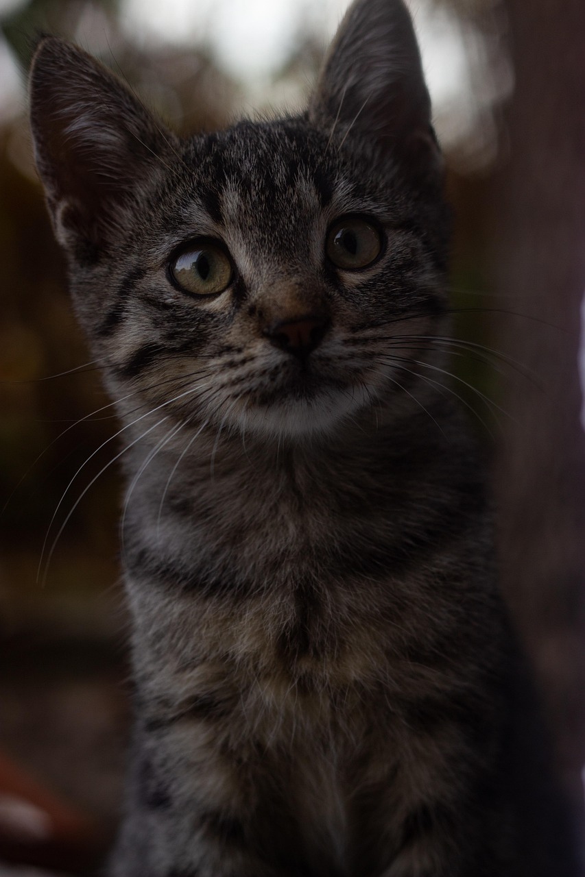 cat, animal, mammal, feline, tabby, scott, pet, domestic, nature, portrait