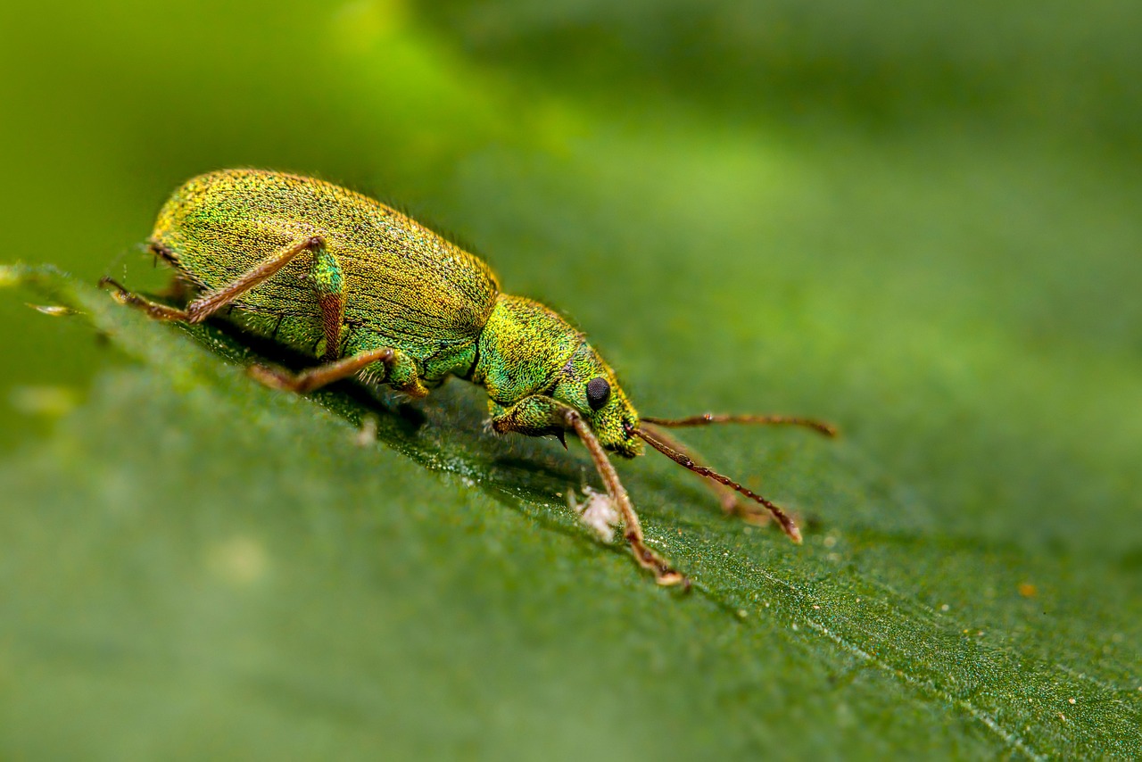 bug, insect, nature, estonia, macro, animal, forest, arthropod, wildlife, leaf, close up, arachnid
