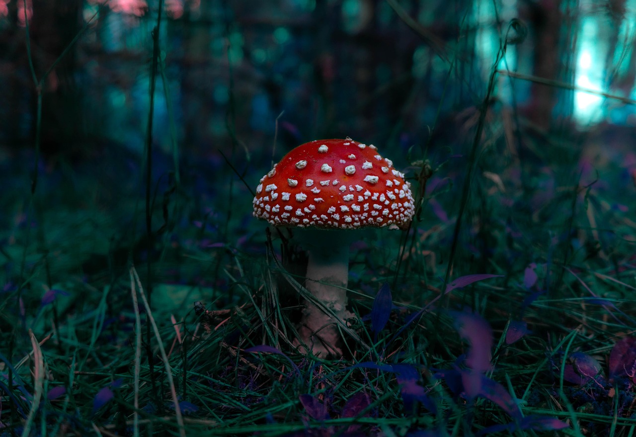 pilz, fliegenpilz, pilze, moos, wald, natur
