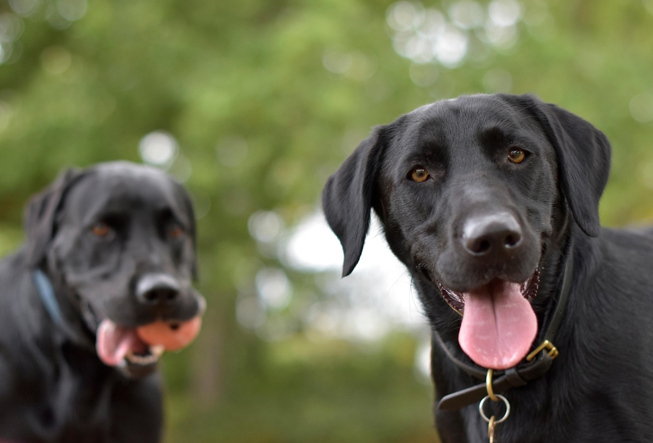 dogs, black labradors, labrador retriever, smiling, tongue out, curious, brothers, happy, playful, pets, nature, animals