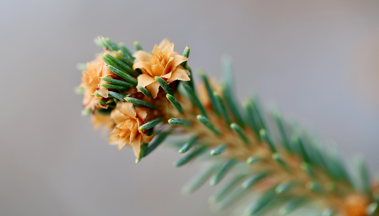 sitka spruce, spruce branch, spruce blossom, conifer, blooming branch, petals, pine needles, blossoms, picea sitchensis, flowering branch