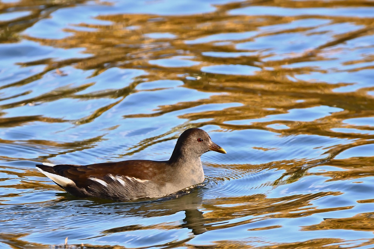 water bird, moorhen, cub, lake, fall, nature