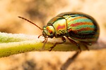 Beetle bug insect chrysolina americana macro nature