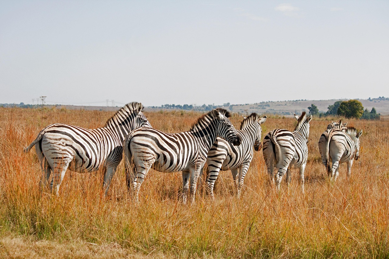 seeprat, safari, peli, villieläimet, luonne, pelivaraus, etelä afrikka, eläimet