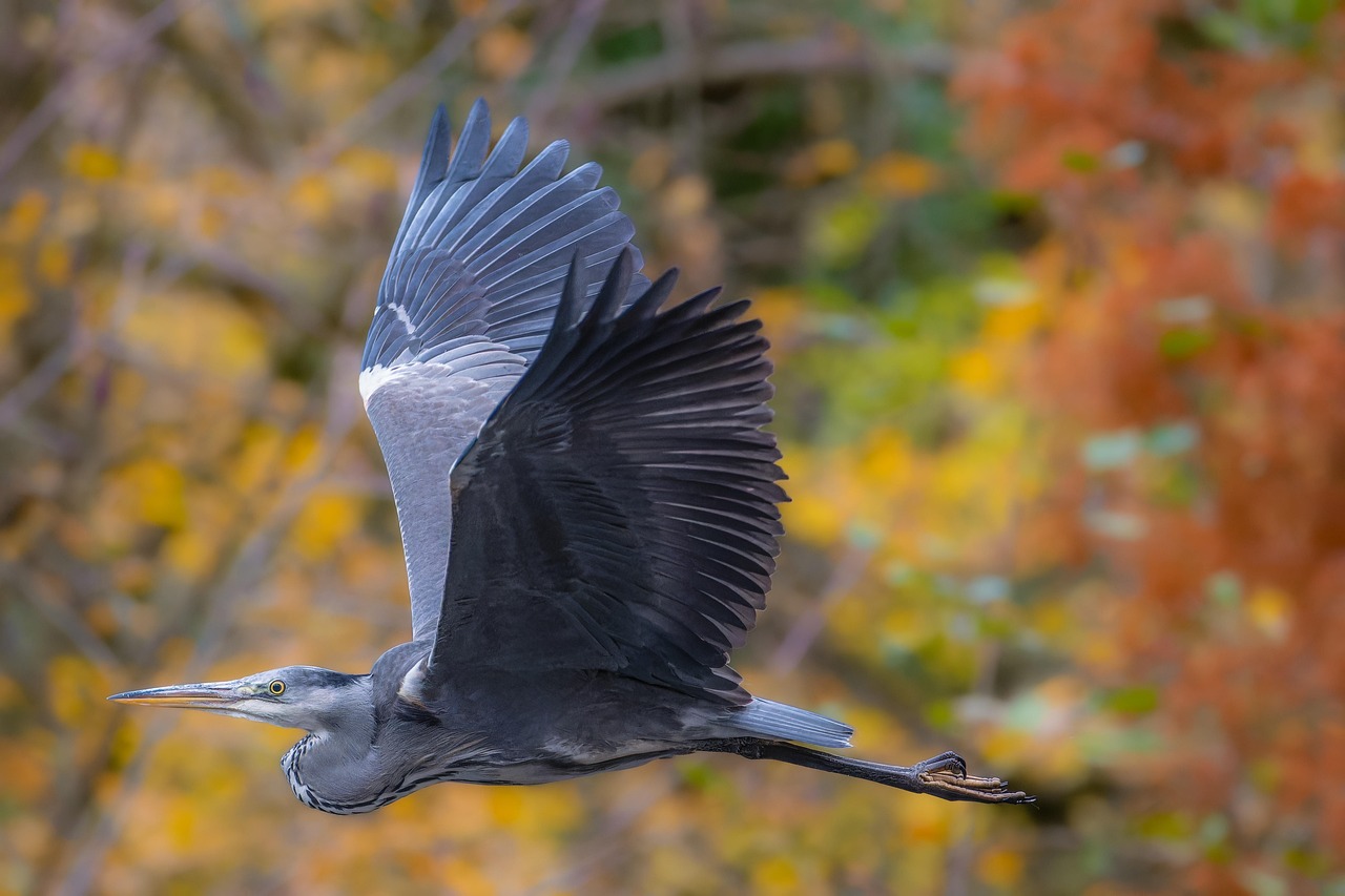 garceta, pájaro, animal, plumas, vuelo, alas, garza, plumaje, pico, naturaleza, fauna silvestre, aviar, volador, gran garza, ala, animal emplumado, aves de rapiña, ornitología