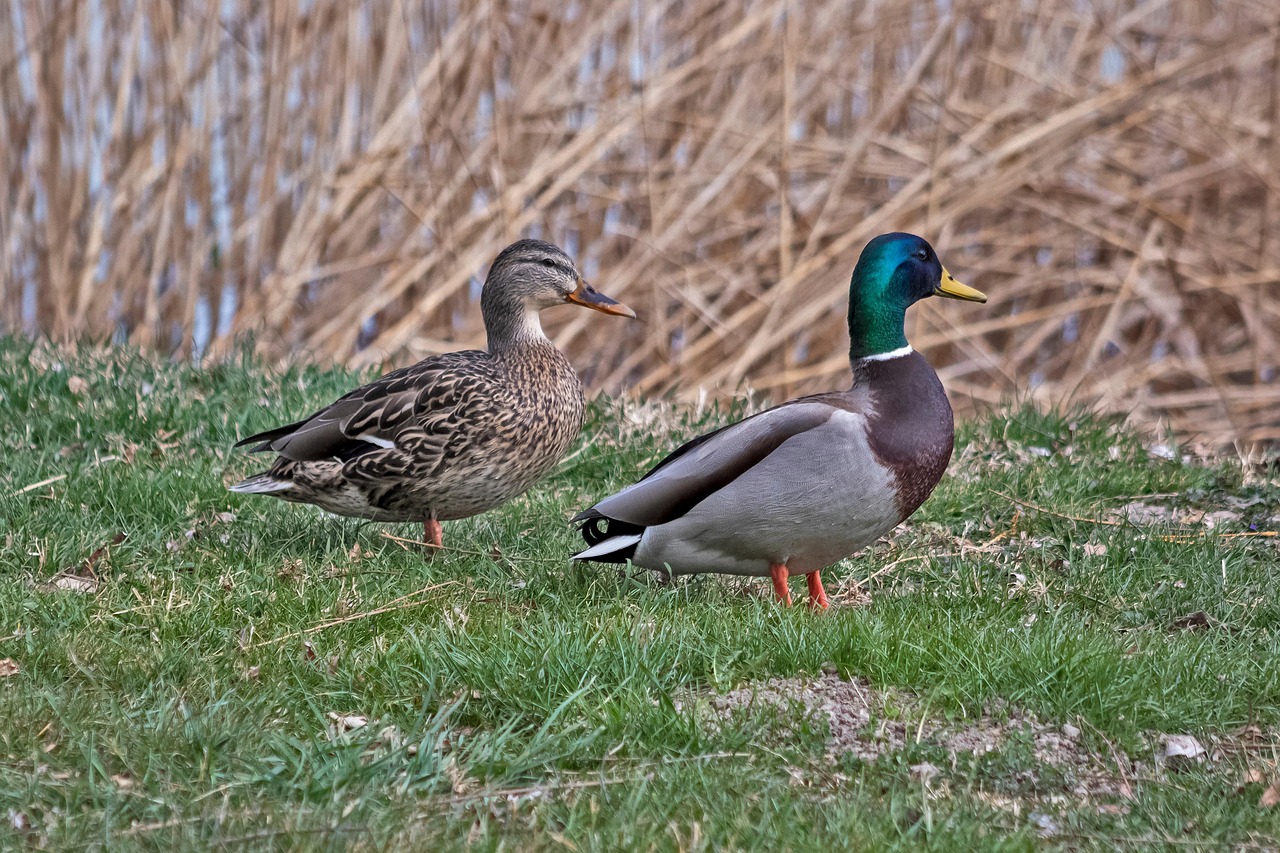 enten, vögel, wildenten, Federn, wasservögel, stifte, schnabel, see, tierwelt, tiere, natur