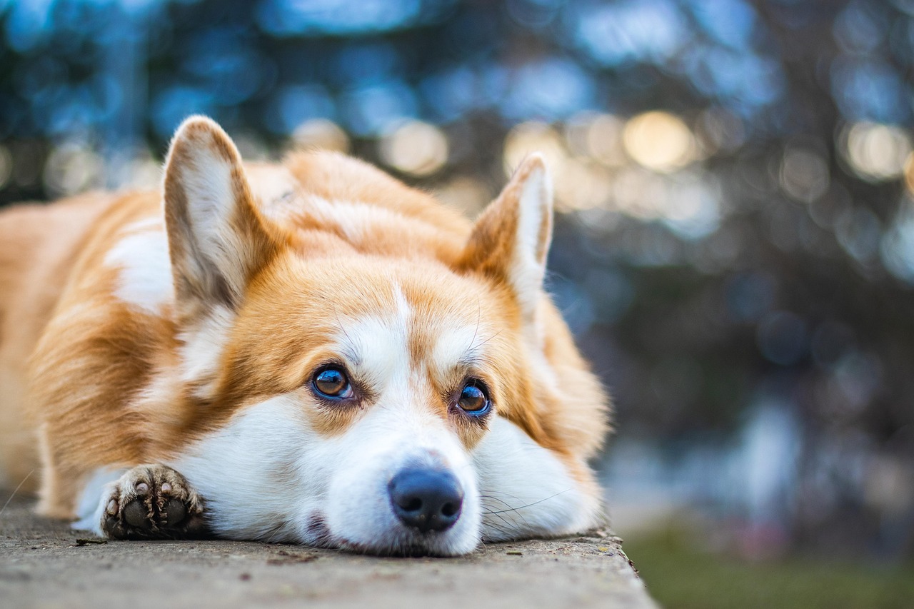 welsh corgi, corgi, dog, animal, pet, free background, 4k wallpaper 1920x1080, canine, desktop backgrounds, hd wallpaper, purebred, mammal, pedigree, cute, friend, full hd wallpaper, windows wallpaper, free wallpaper, wallpaper hd, laptop wallpaper, mac wallpaper, wallpaper, nature, beautiful wallpaper, 4k wallpaper, wallpaper 4k, cool backgrounds, background