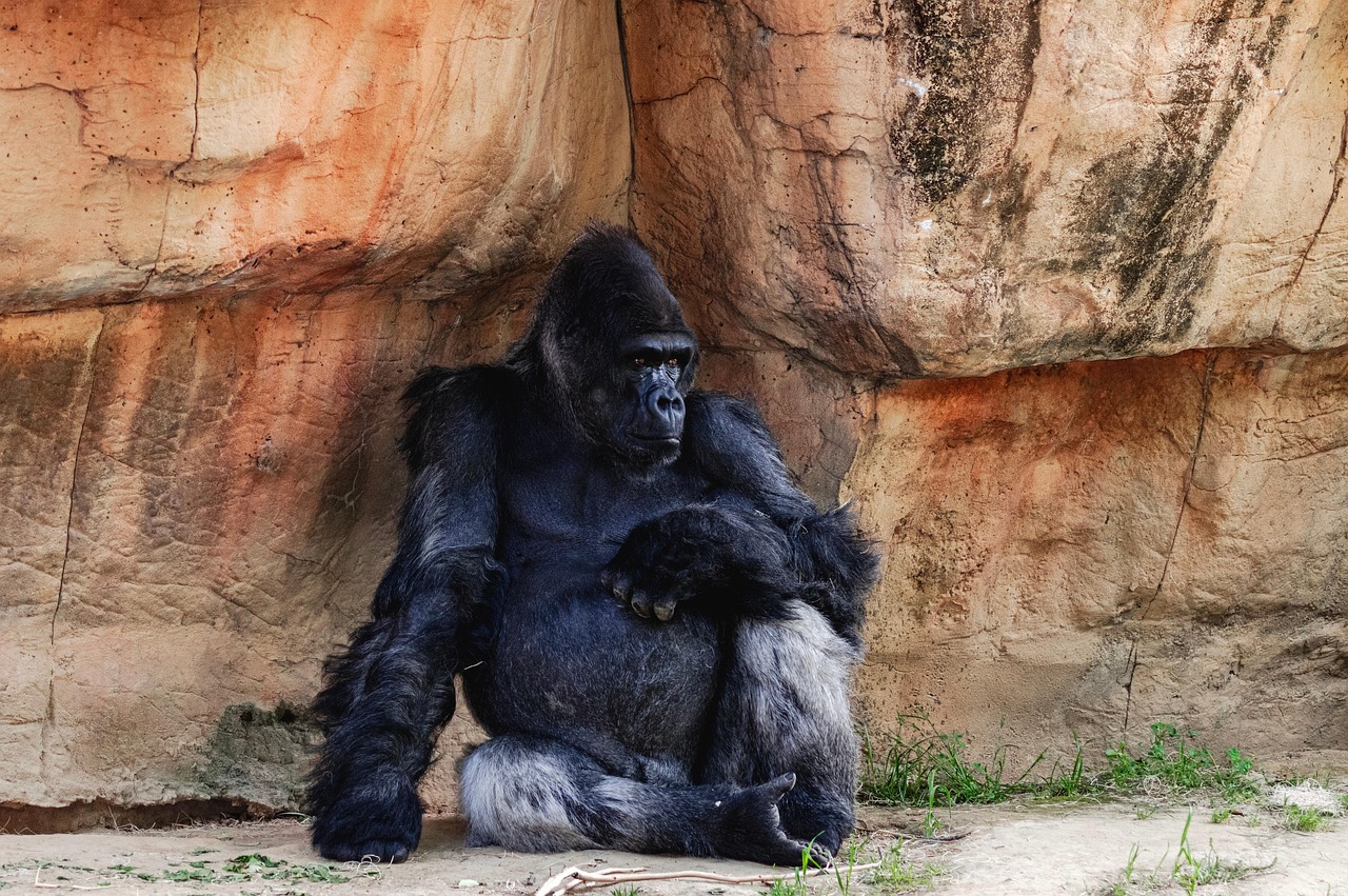 gorilla, primate, ape, animal, nature, mammal, zoo, wildlife, silverback, omnivore