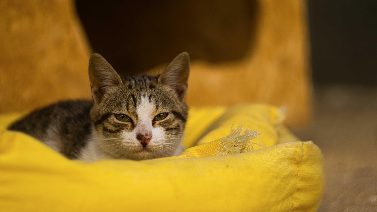 cat, animal, shelter, sleep, tired, nature, scott, pet, cute