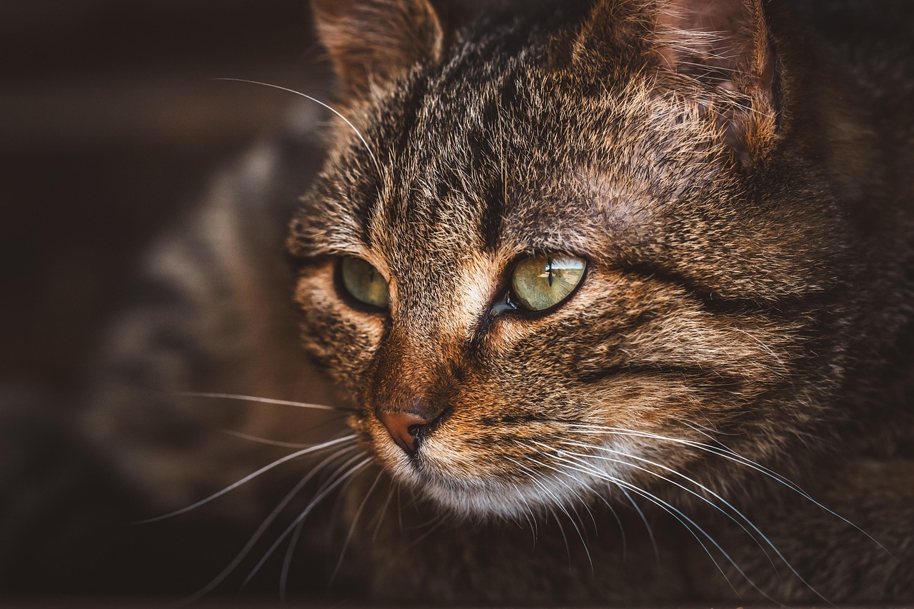 kat, huskat, dyr, husdyr, natur, kæledyr, feline, killing