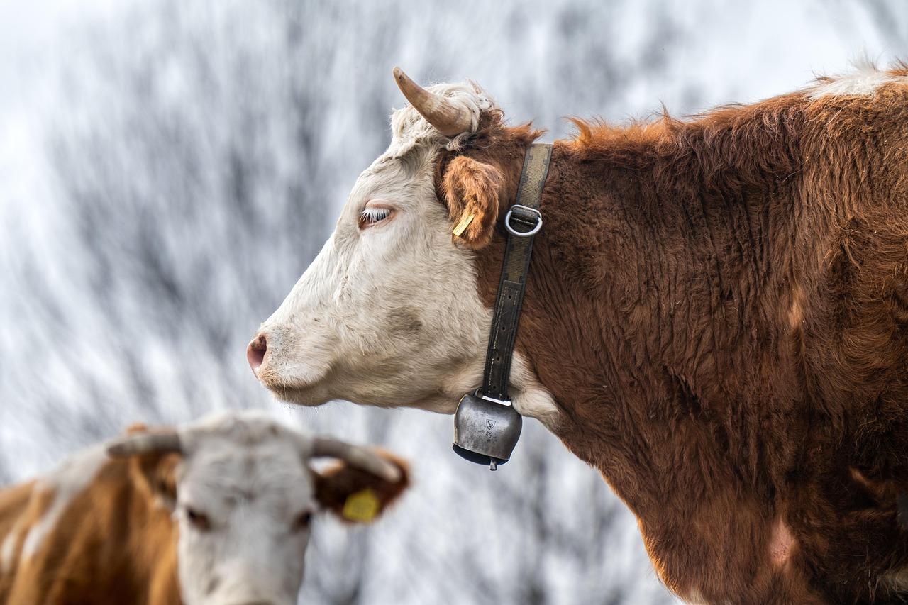 cow, fleckvieh, cattle, animal, mammal, livestock, simmental, pasture, farm, agriculture, nature, meadow, switzerland