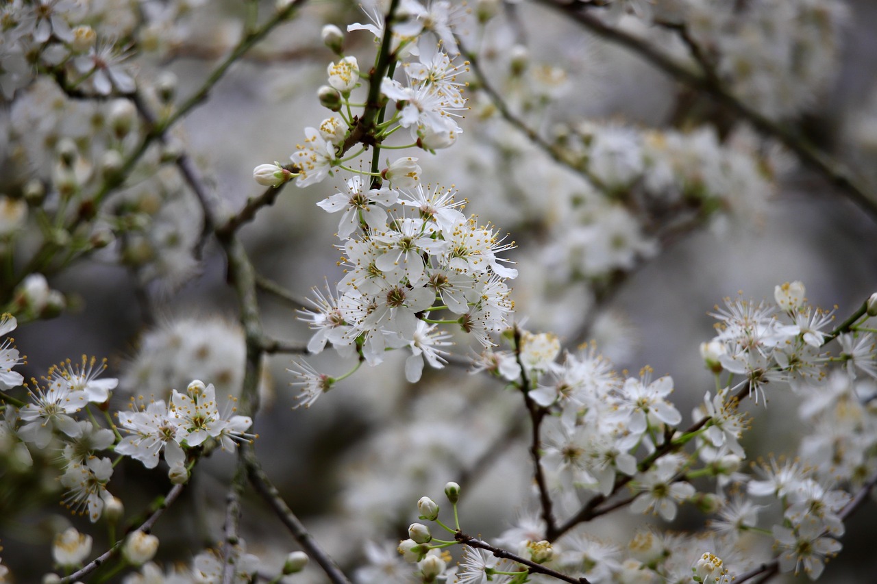 blackthorn, sloe, schlehdorn, tree, petals, sour plum, plum blossom, german acacia, plum, branch, prunus spinosa, blooming branch, nature, blossom, bloom, hedge thorn